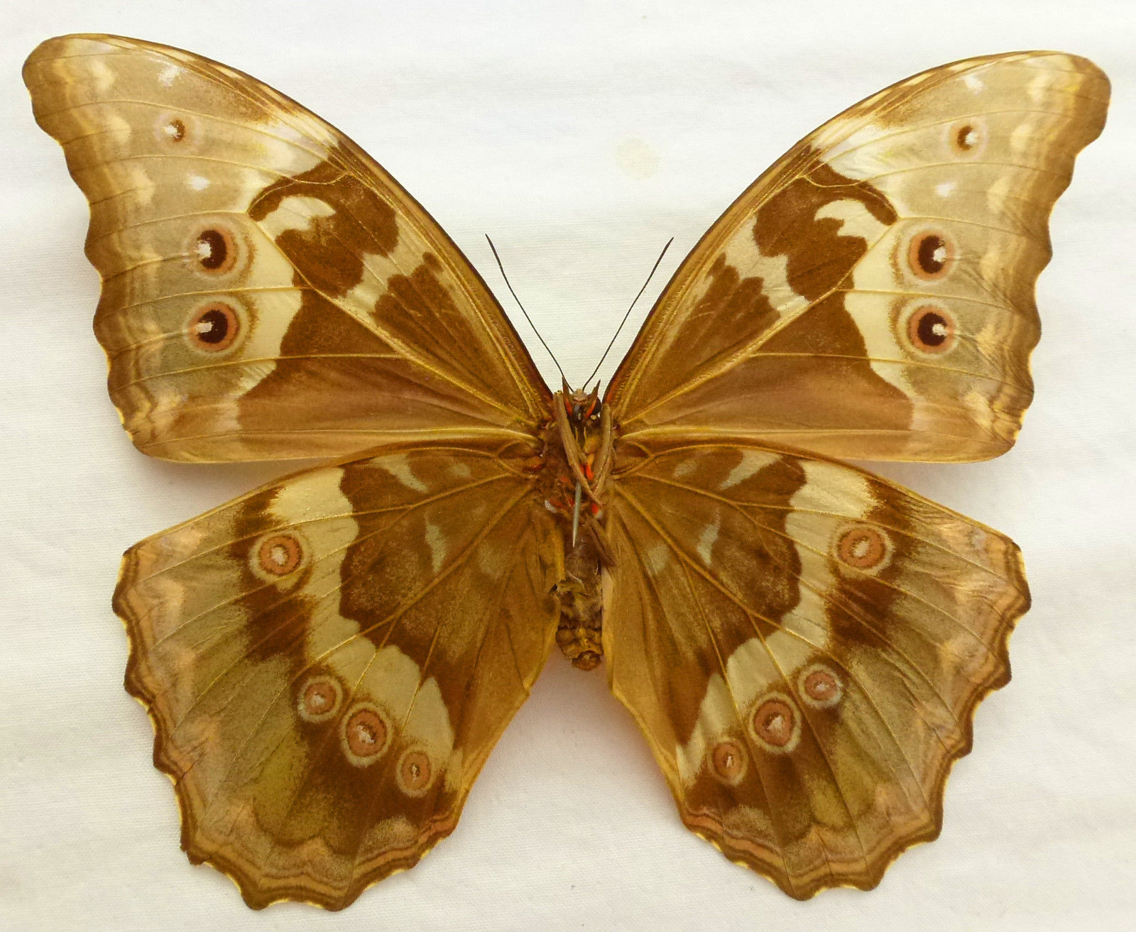Morpho godartii tingomariensis female (verso, aberration, huanuco, peru) (Internet Image property of respective owner, non-commercial use only)